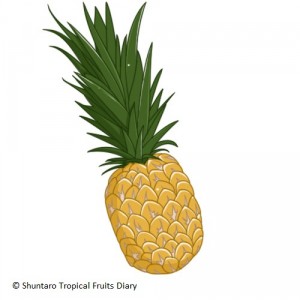 pineapple_1_fb
